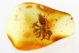 Fossil Funnel-Web Tarantula Spider (Araneae) In Baltic Amber #275357-1